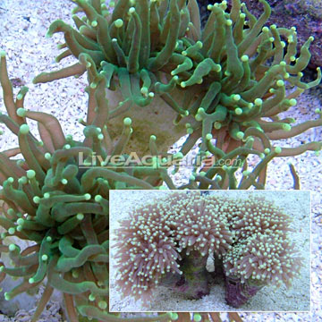 green torch corals